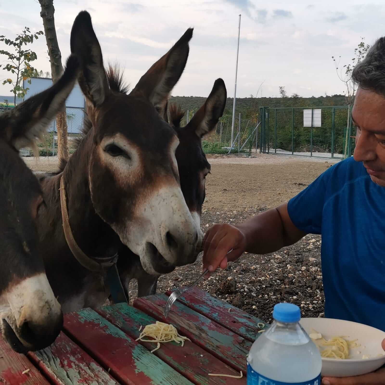 Tarım Bakanlığının Kaçak Hayvan Ticareti İle İlgili Yazısı